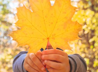 A child holds a large yellow autumn maple leaf against the background of an autumn forest landscape close-up selective